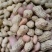 花育26号花生种子早熟油食兼用小花生种籽矮杆榨油高油