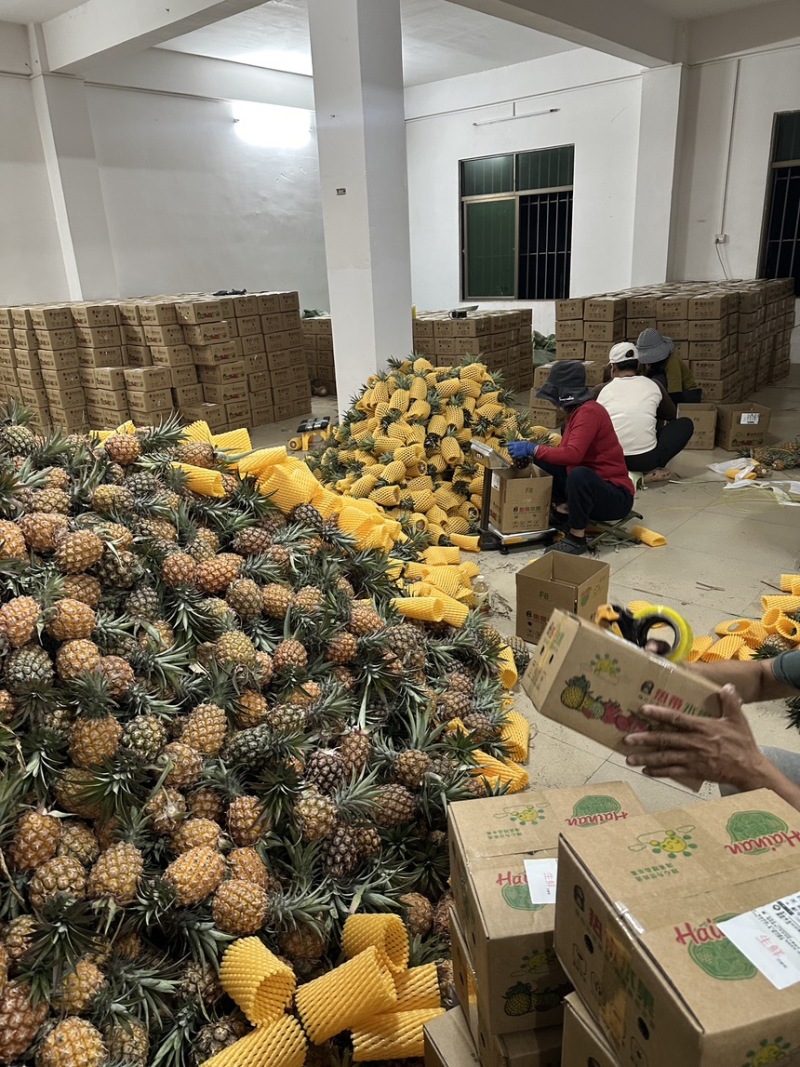 海南凤梨金钻市场电商一件代发