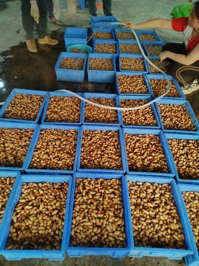 竹笋虫大量供应品质优可视频看货欢迎咨询来电
