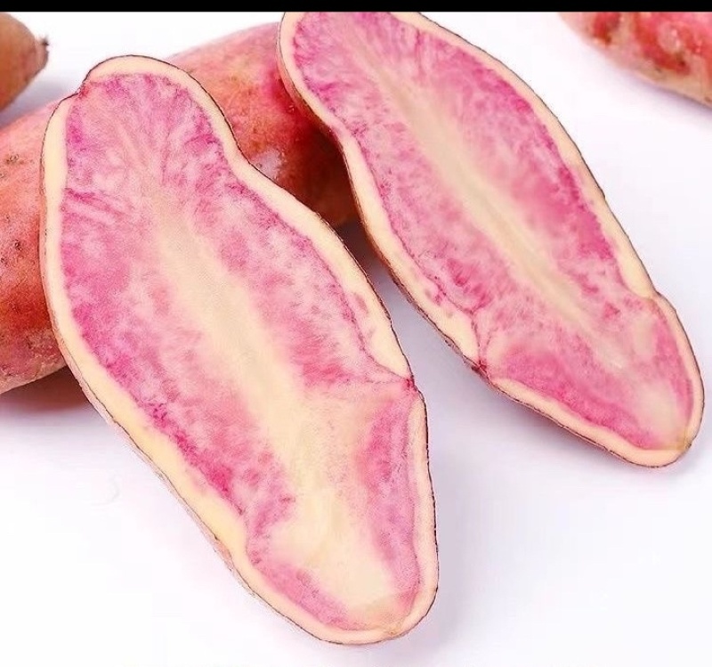 云南精品七彩土豆