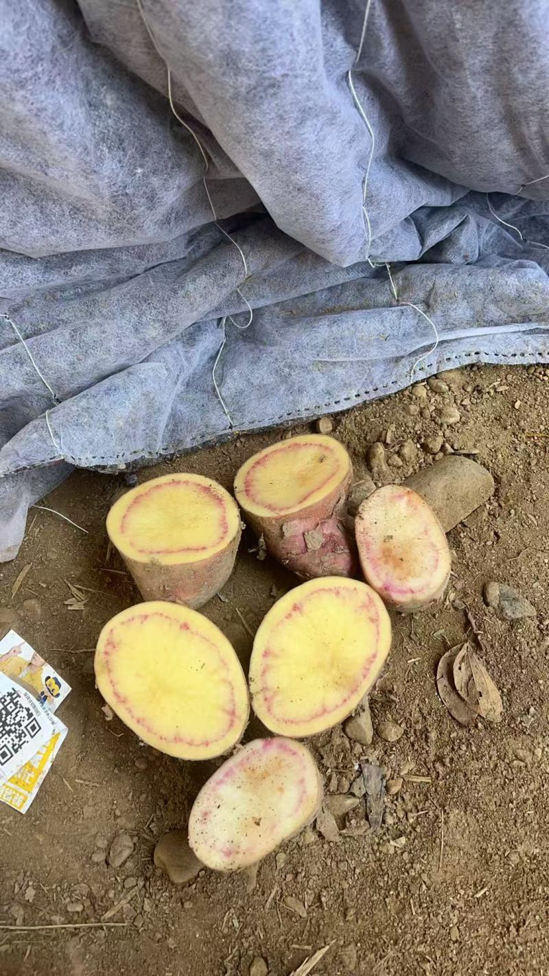 云南精品七彩土豆