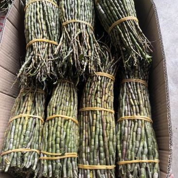 云南铁皮石斛鲜条