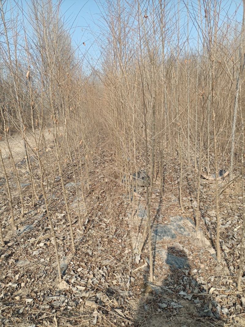 2公分榆树