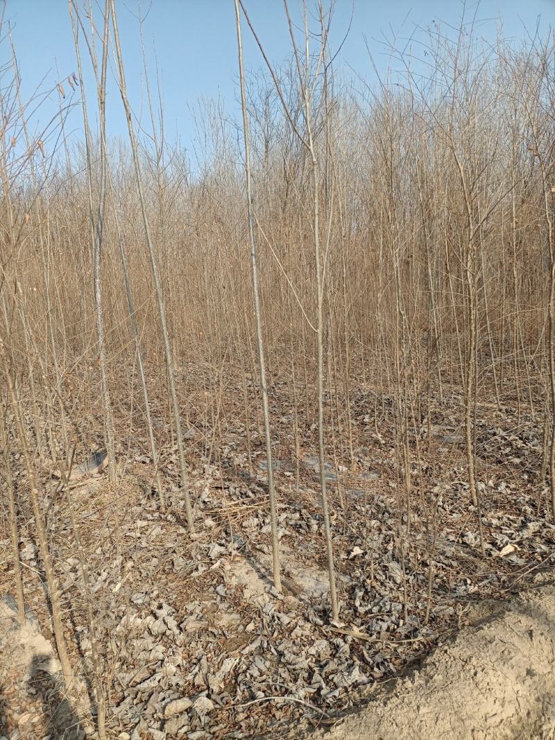 2公分榆树