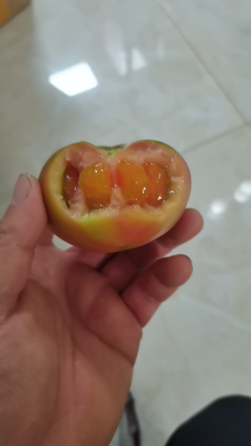 碱地西红柿