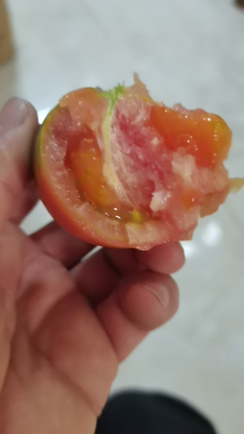 碱地西红柿