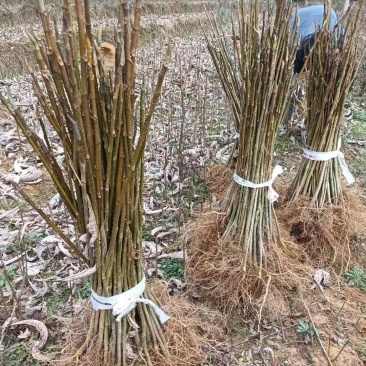 厚朴苗批发