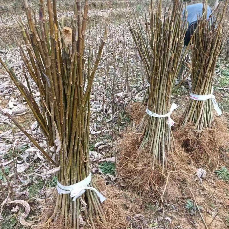厚朴苗批发