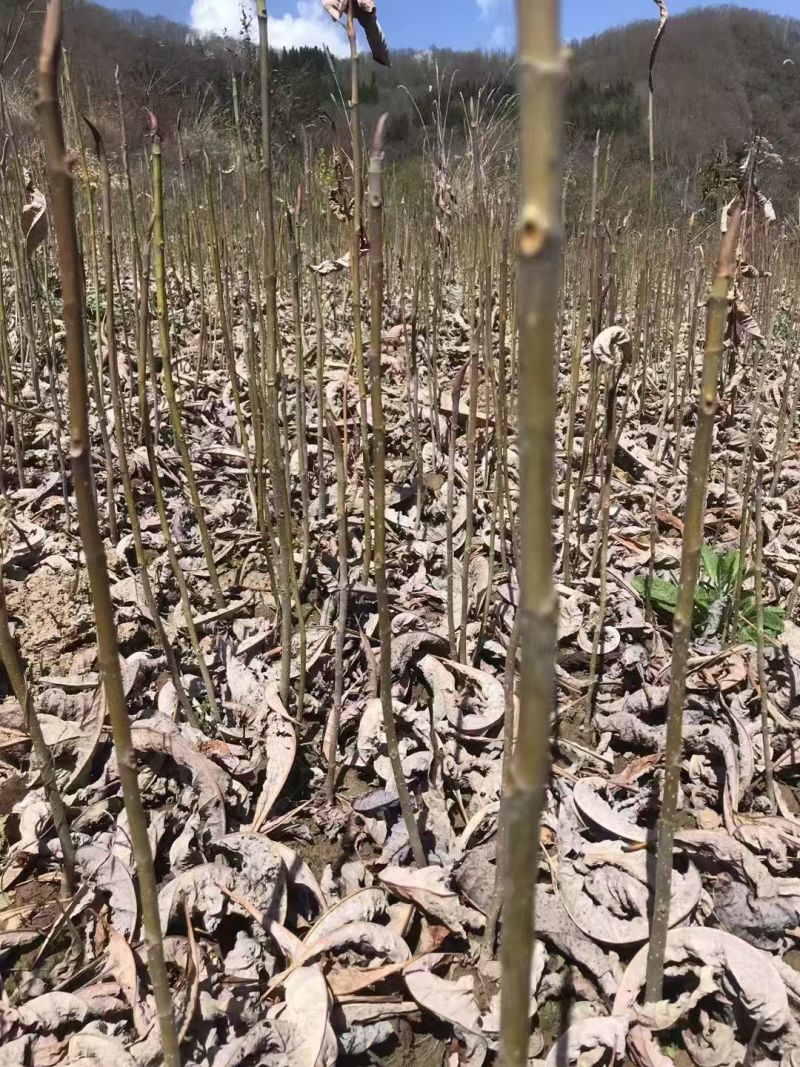 厚朴苗批发
