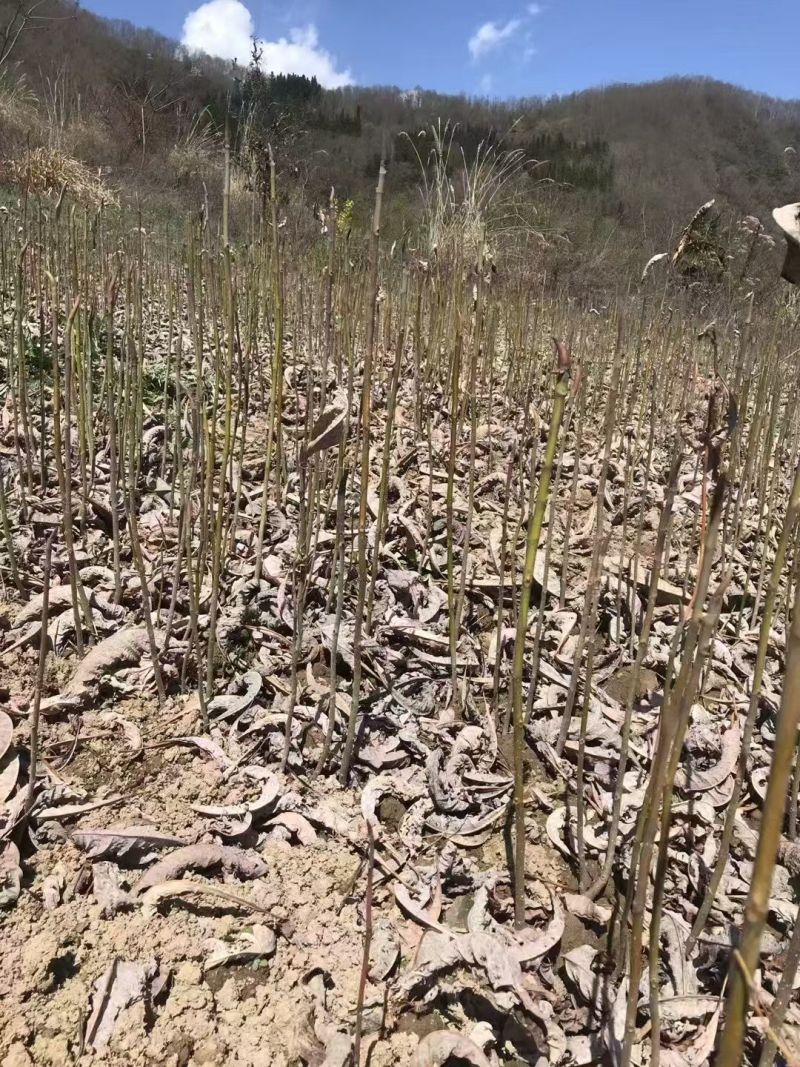 厚朴苗批发