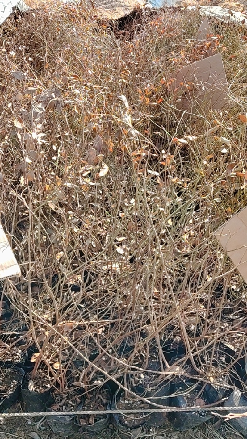 蓝莓苗