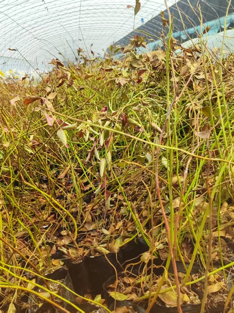 蓝莓苗