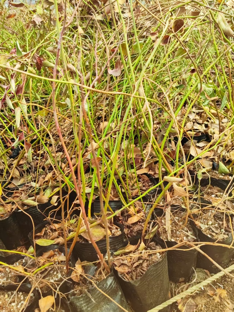 蓝莓苗
