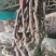 甬优葡萄苗