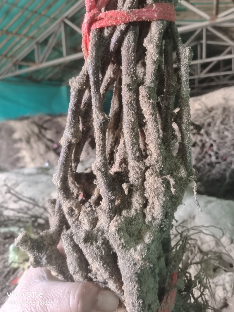 甬优葡萄苗