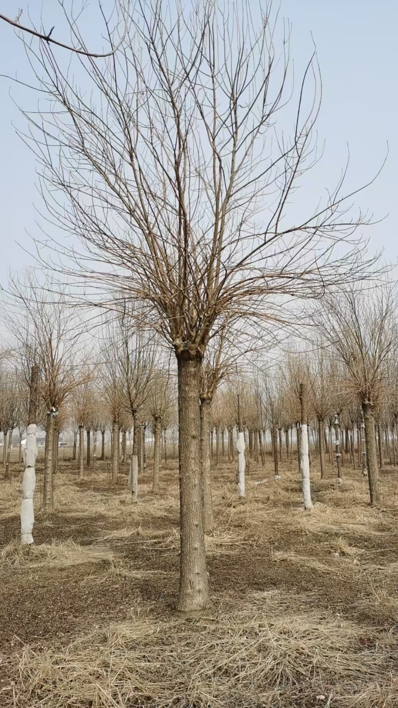 金叶白蜡树，山东苗木基地，大量低价出售中，随时能挖