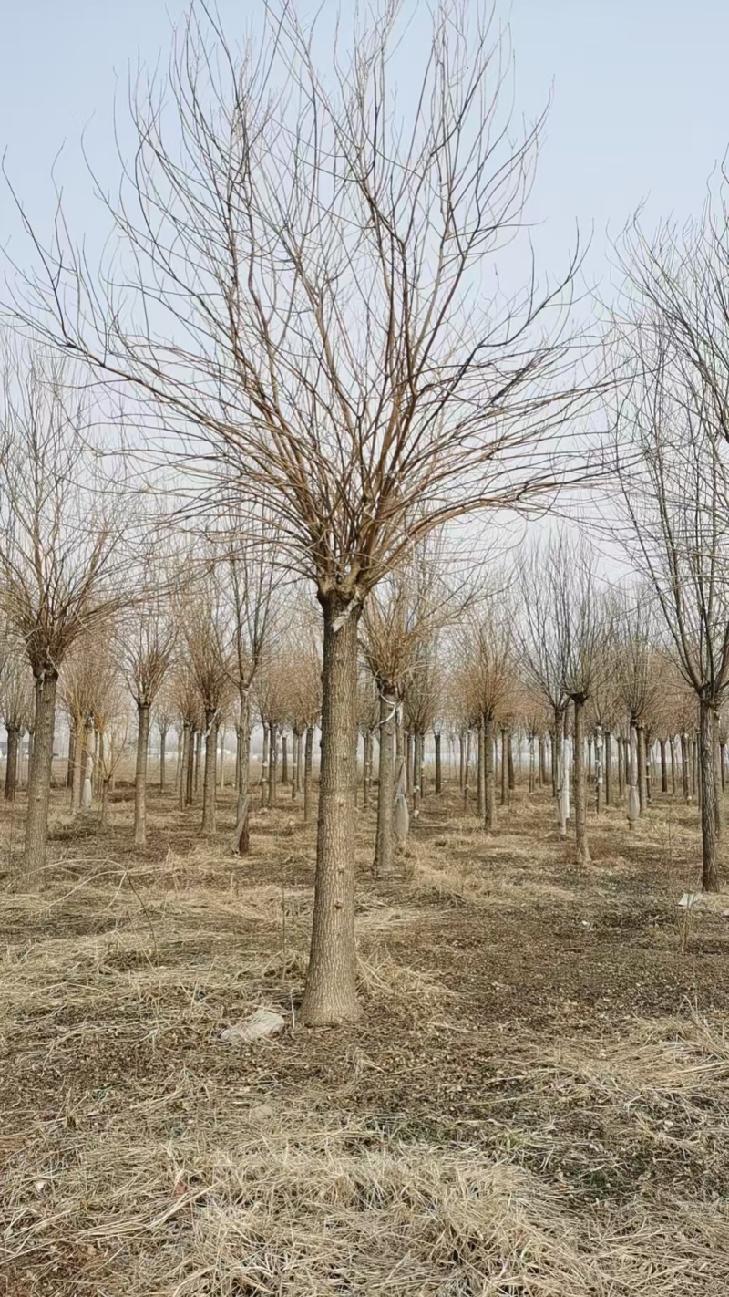金叶白蜡树，山东苗木基地，大量低价出售中，随时能挖