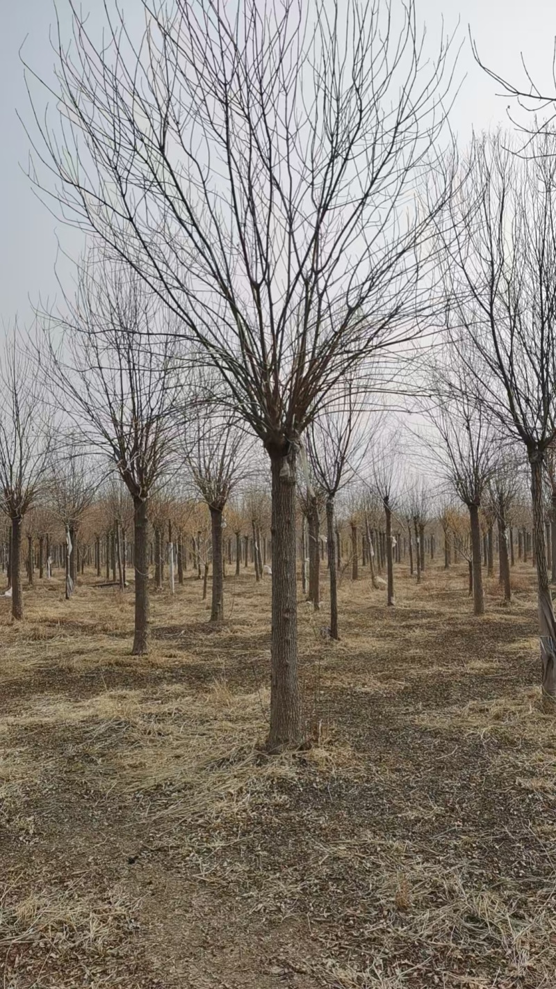 金叶白蜡树，山东苗木基地，大量低价出售中，随时能挖