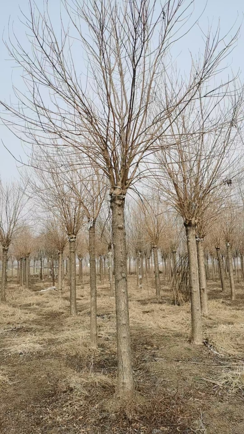 金叶白蜡树，山东苗木基地，大量低价出售中，随时能挖