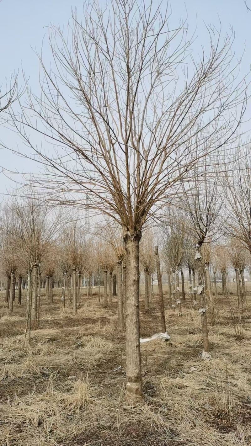 金叶白蜡树，山东苗木基地，大量低价出售中，随时能挖