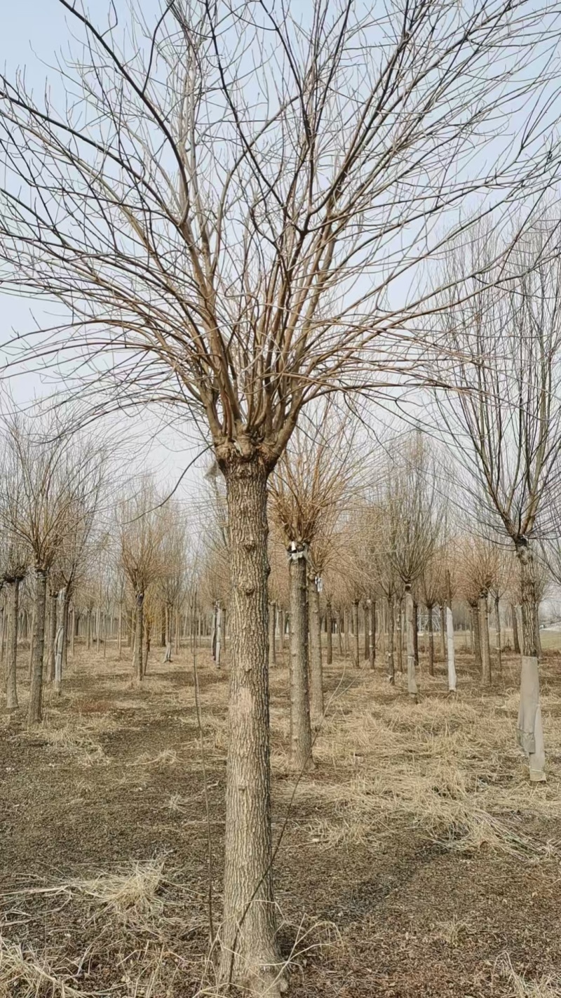 金叶白蜡树，山东苗木基地，大量低价出售中，随时能挖
