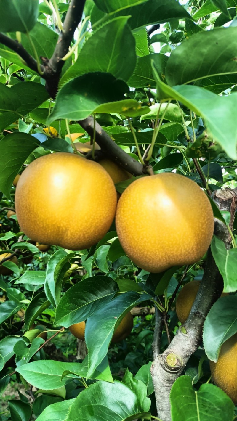 圆黄梨