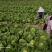 云南黄心大白菜大量上市大娃娃菜质量保证产地直供