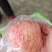 高原纸加膜红富士苹果，货源充足，有冷库框装货，也有袋装货