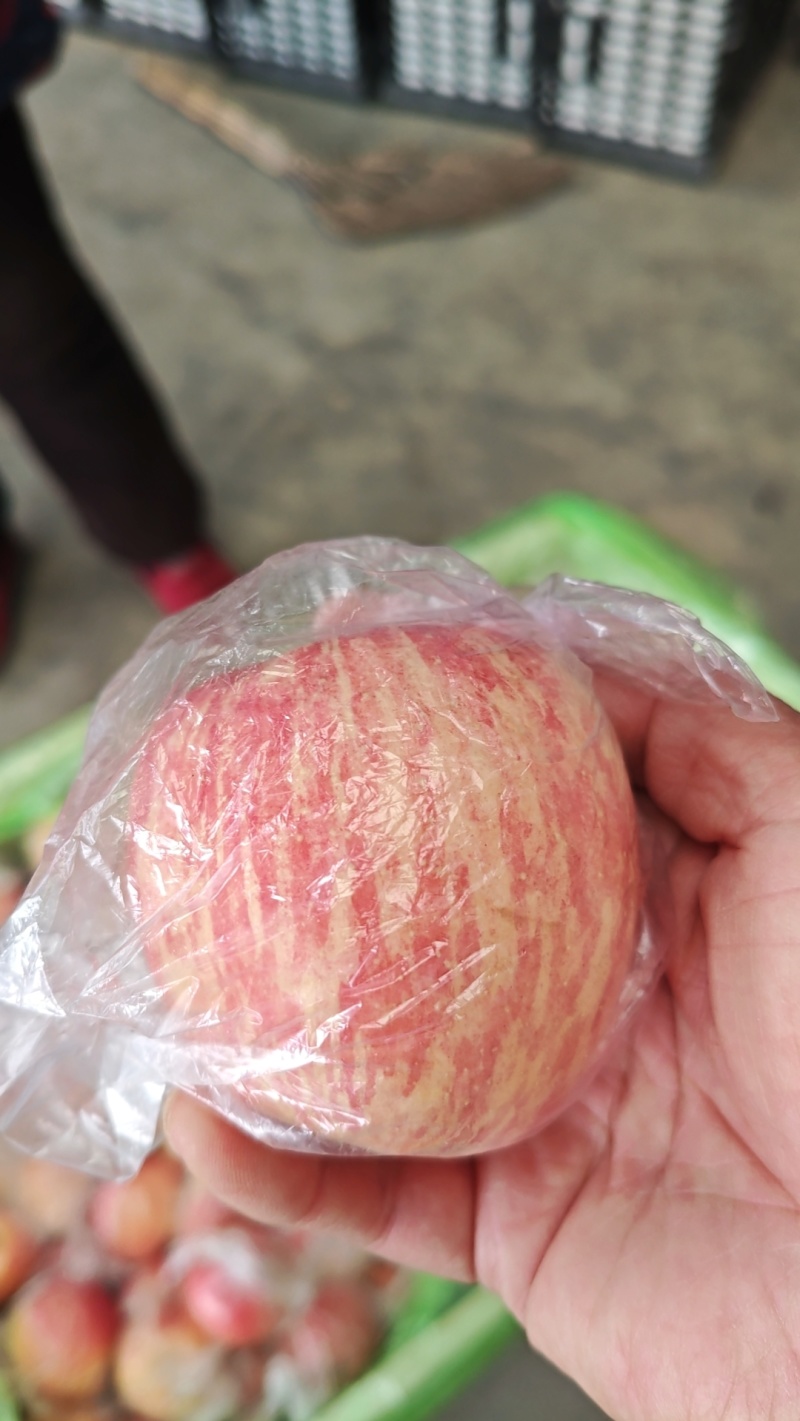 高原纸加膜红富士苹果，货源充足，有冷库框装货，也有袋装货