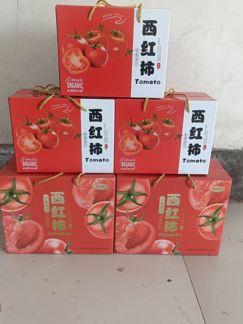 河北肥乡万亩西红柿基地