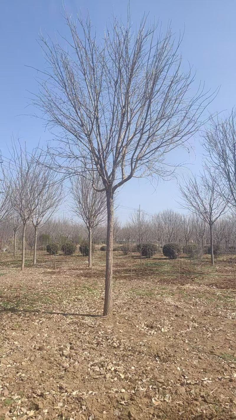 精品流苏，树形优美，干直冒圆，山东滨州货源，低价出售