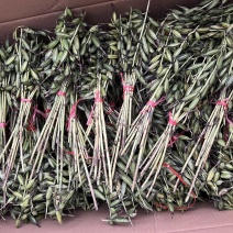 毛慈菇果荚，多芽黄花，紫花，杜鹃，一号。