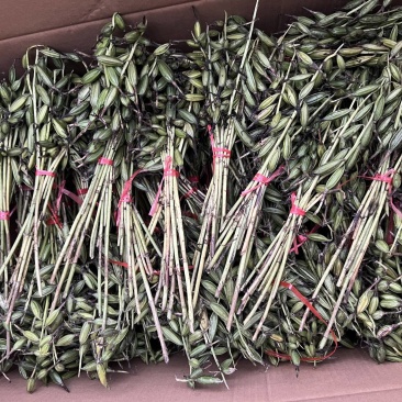毛慈菇果荚，多芽黄花，紫花，杜鹃，一号。