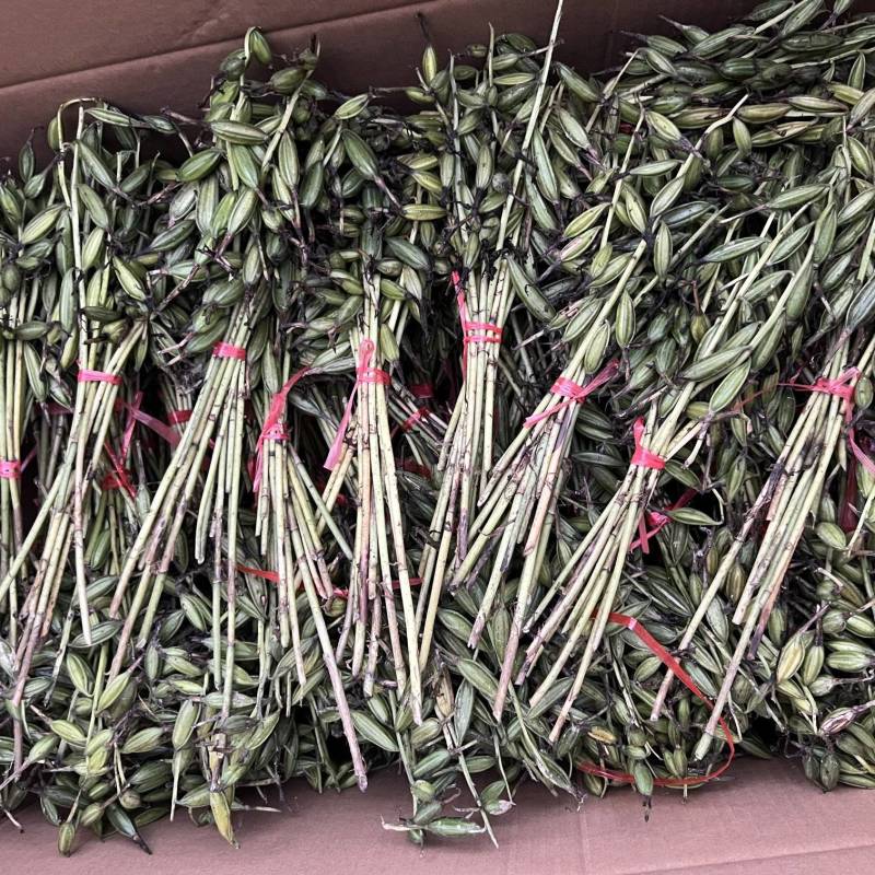 毛慈菇果荚，多芽黄花，紫花，杜鹃，一号。