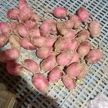 冰糖心萝卜