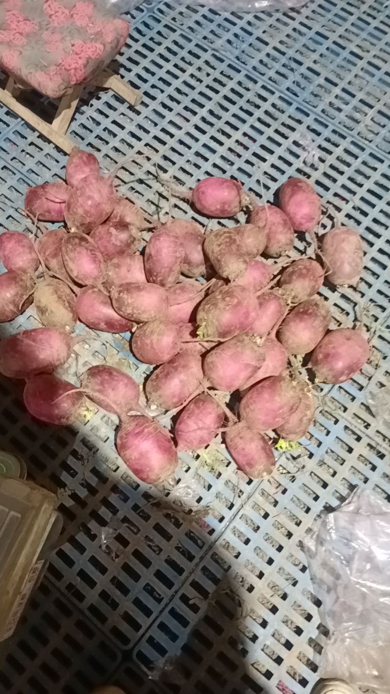 冰糖心萝卜