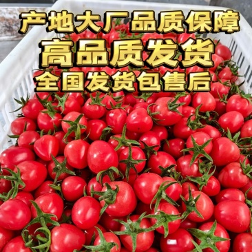 【大型供应链】圣女果产地工厂高品质直发供全国市场团购代发