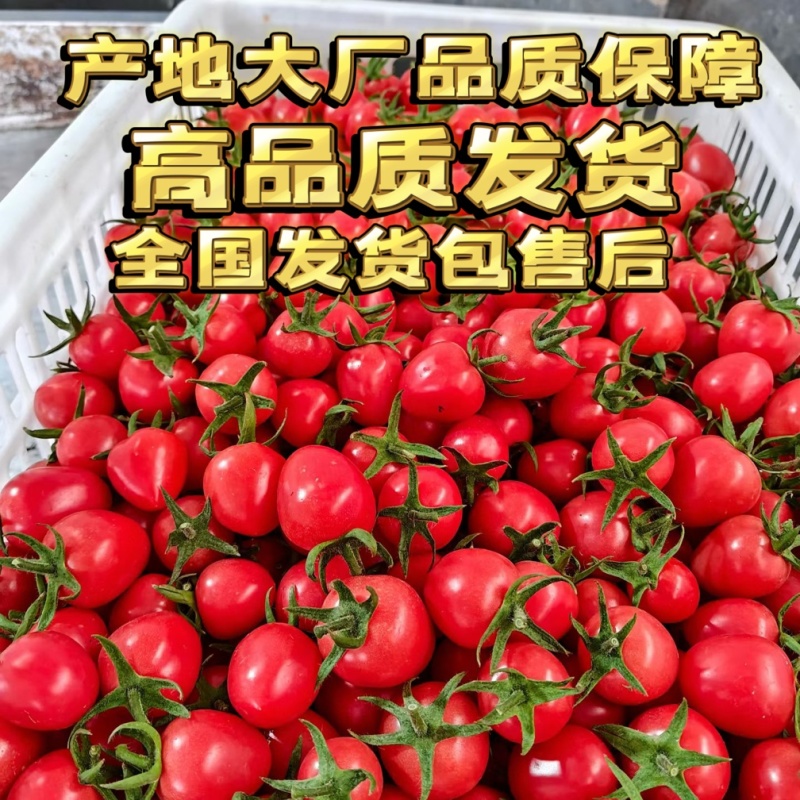 【大型供应链】圣女果产地工厂高品质直发供全国市场团购代发
