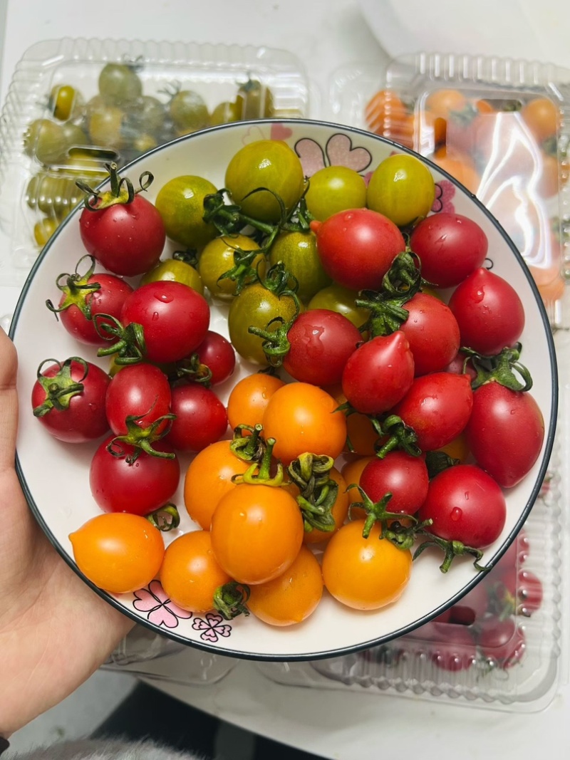【大型供应链】圣女果产地工厂高品质直发供全国市场团购代发
