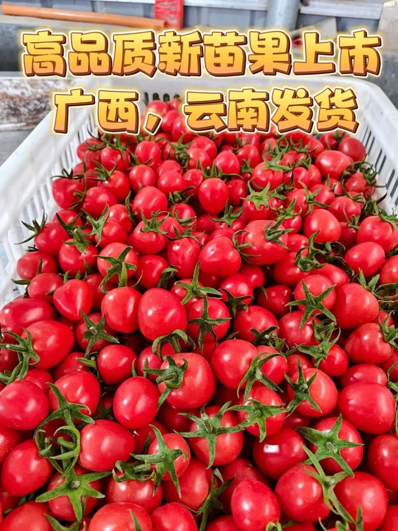 【大型供应链】圣女果产地工厂高品质直发供全国市场团购代发