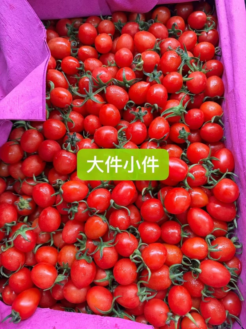 【大型供应链】圣女果产地工厂高品质直发供全国市场团购代发