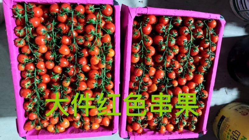 圣女果全国供应整车批发一件代发社区团购包售后高品质代发