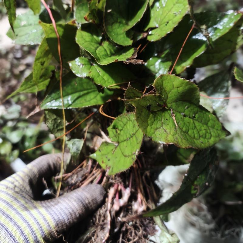 淫羊藿种苗下单现采淫羊藿苗种苗批发