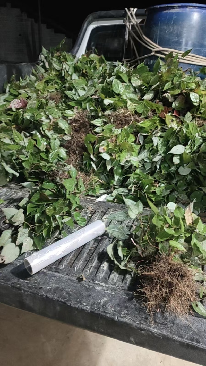 淫羊藿种苗下单现采淫羊藿苗种苗批发