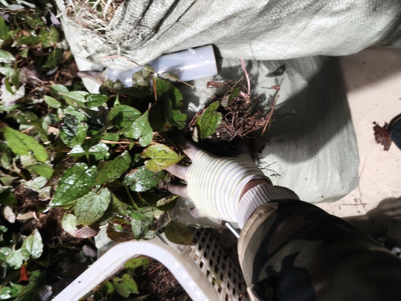 淫羊藿种苗下单现采淫羊藿苗种苗批发