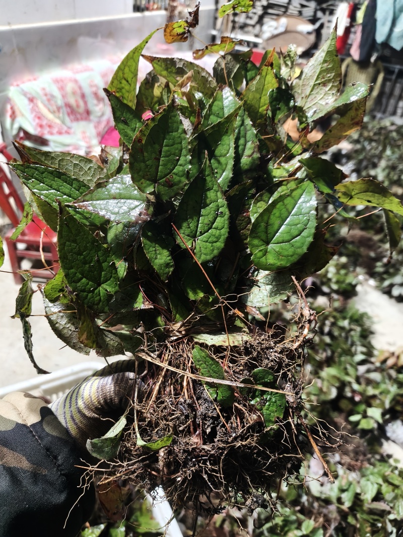淫羊藿种苗下单现采淫羊藿苗种苗批发