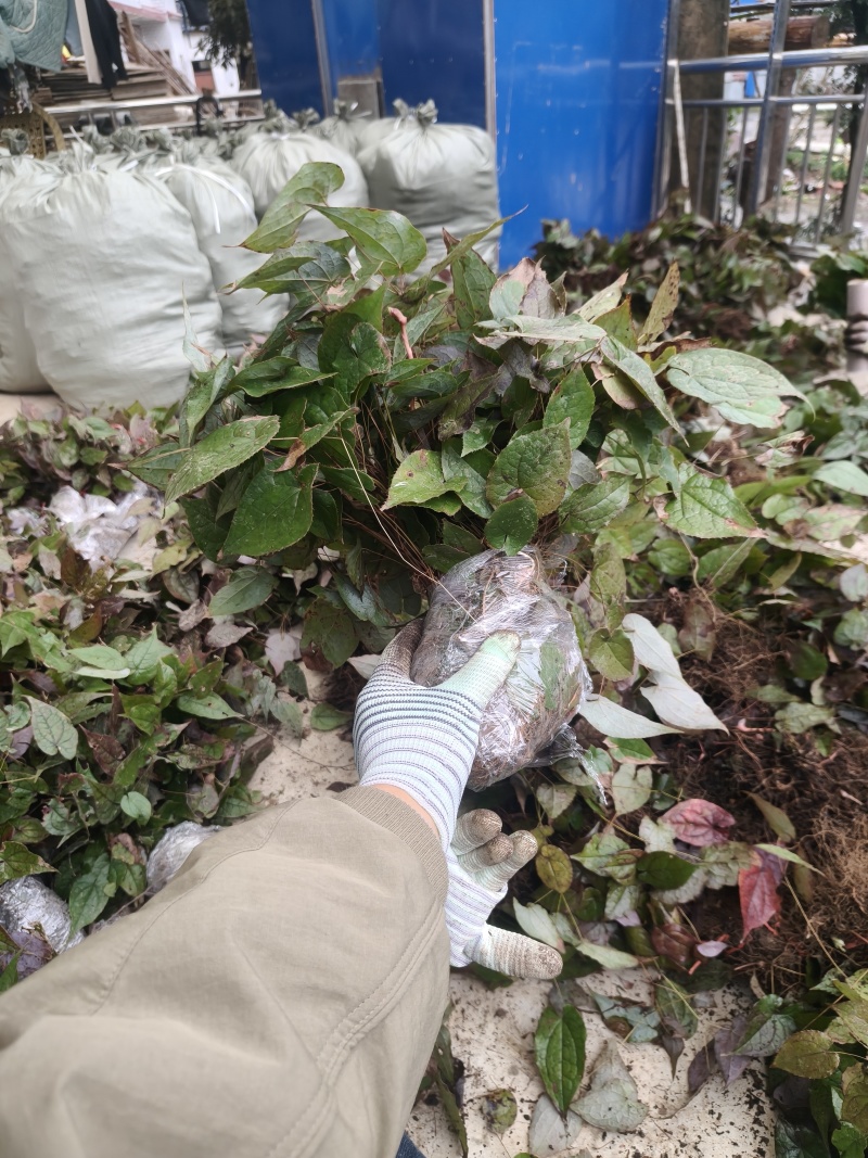 淫羊藿种苗下单现采淫羊藿苗种苗批发