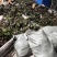 淫羊藿种苗下单现采淫羊藿苗种苗批发