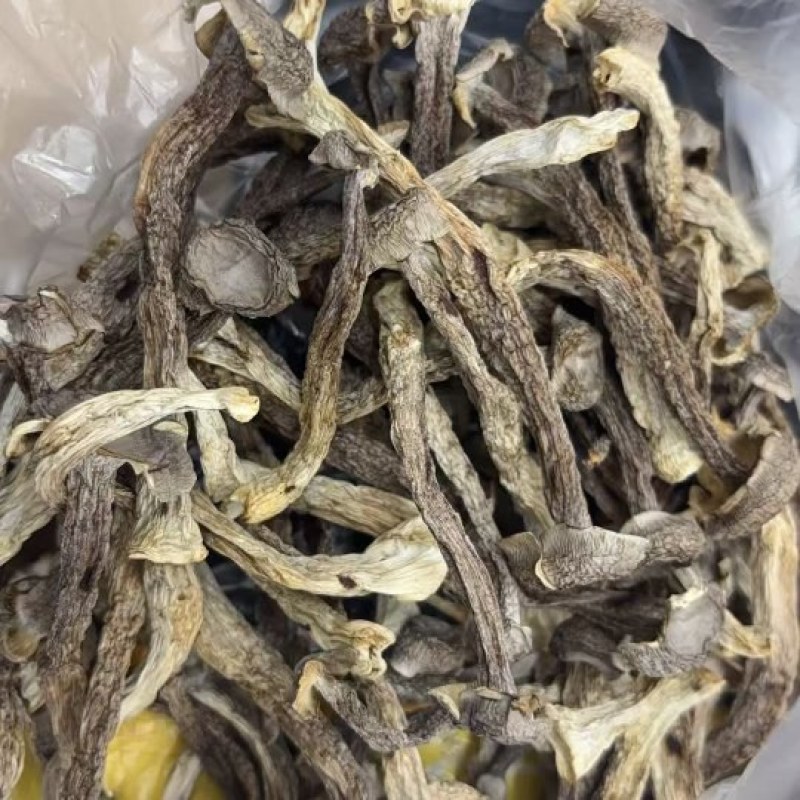 鹿茸菇