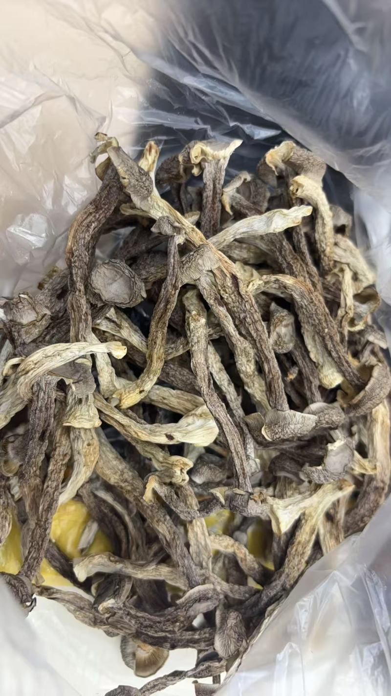 鹿茸菇